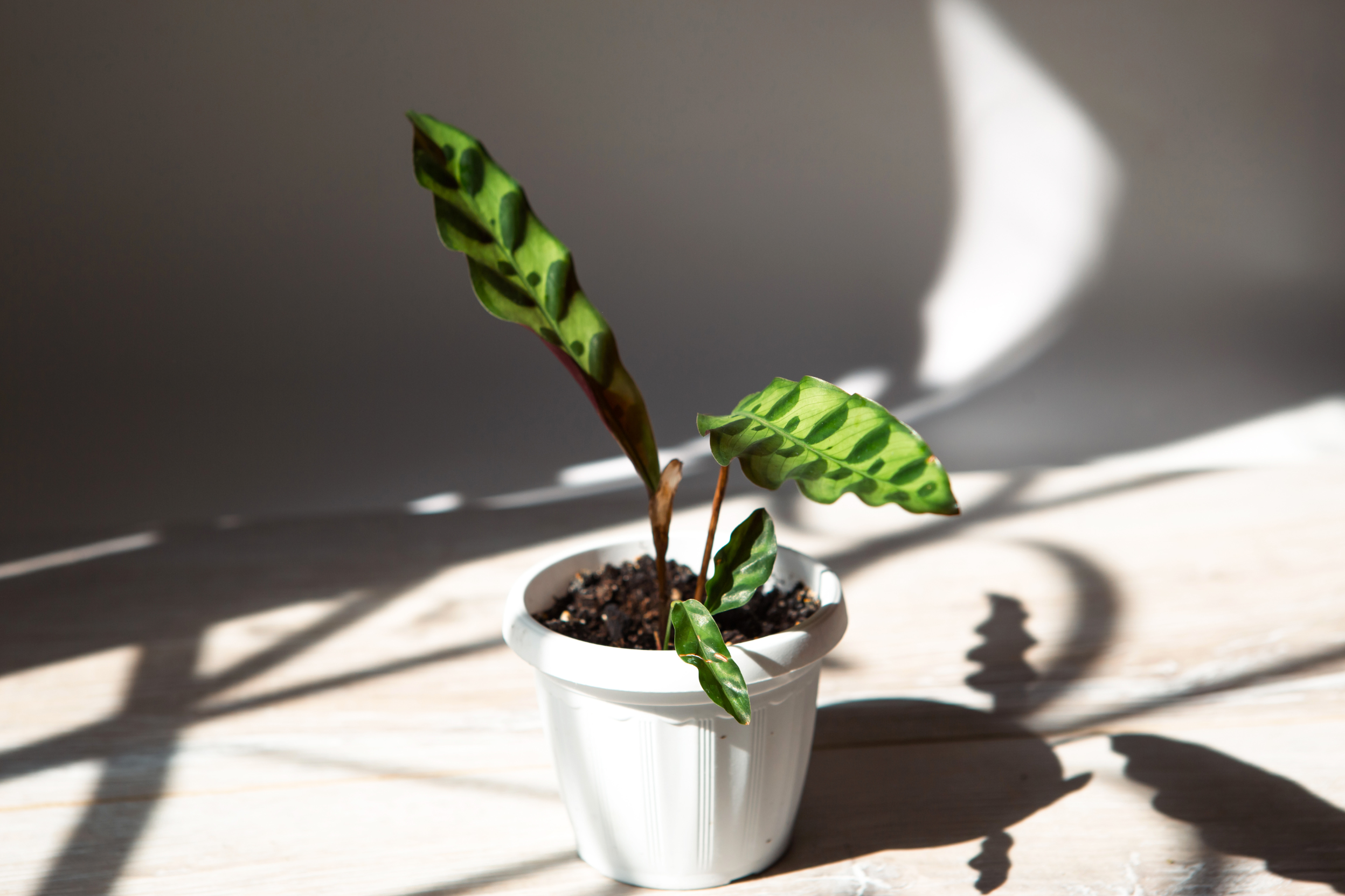 Cómo cuidar una Calathea Lancifolia y atraer energía positiva para tu hogar