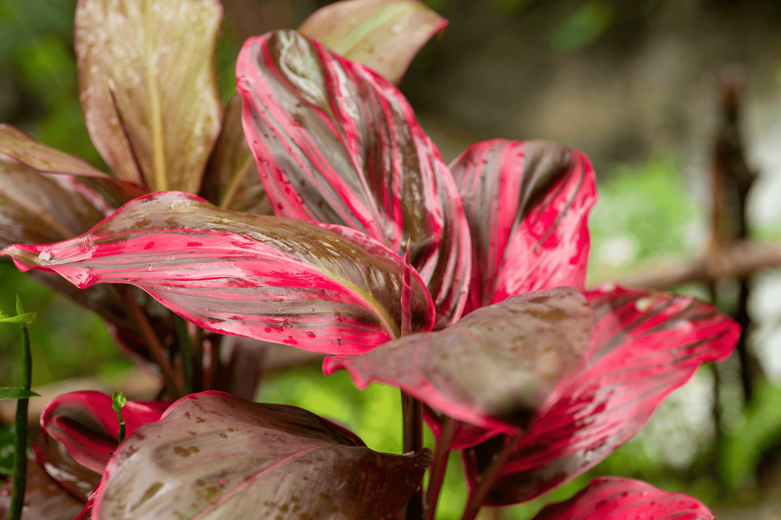 Muñeca cordyline atrae prosperidad, cómo cuidarla