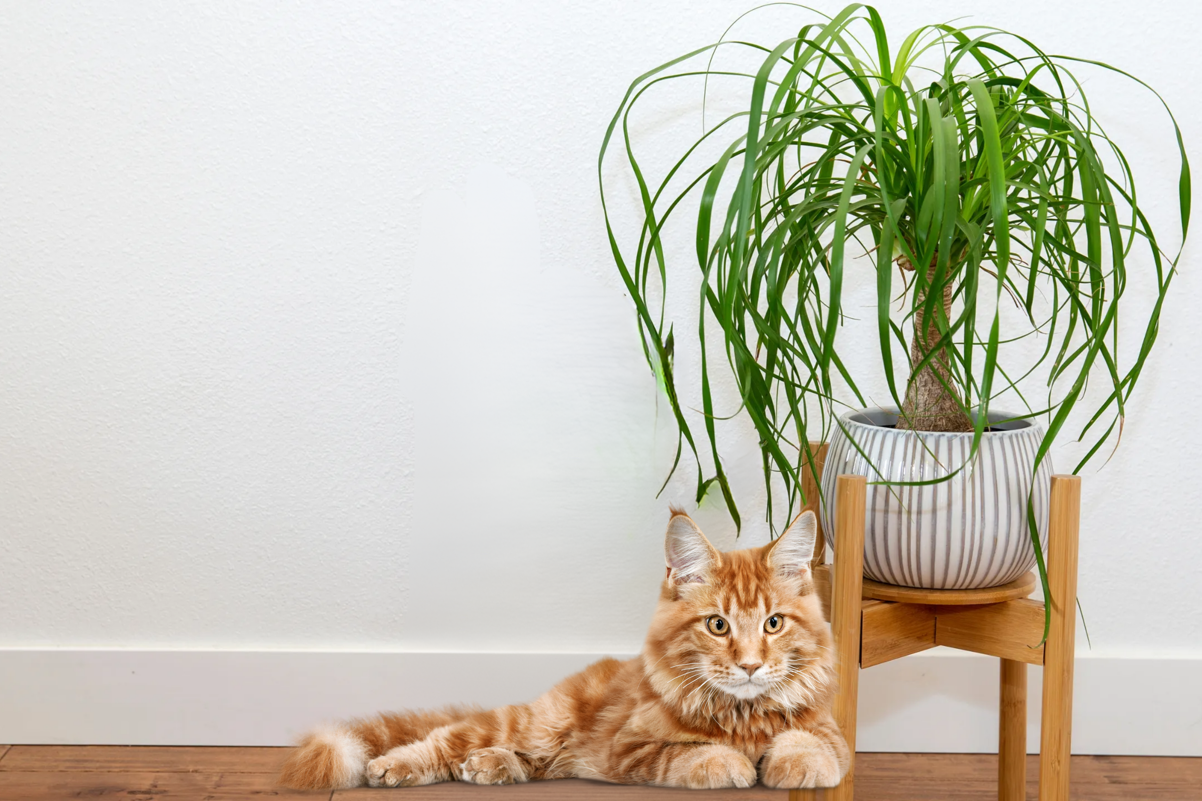 Pata de elefante es una planta pet-friendly, cómo cuidarla