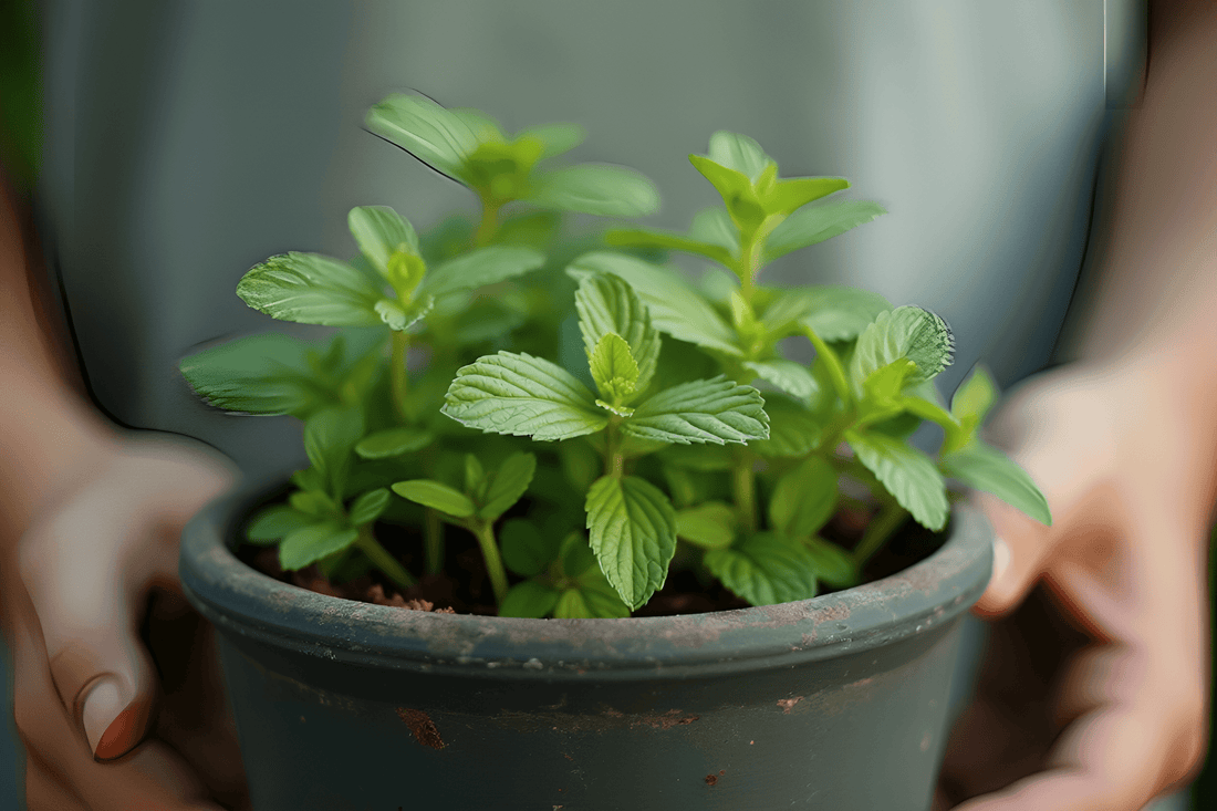 Menta cómo cuidarla para revitalizarme en días agotadores