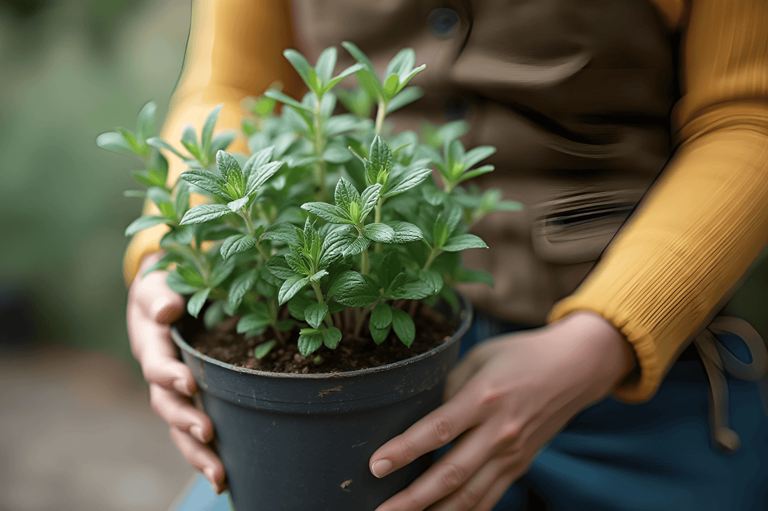 Salvia cómo cuidarla para aportar calma y energía
