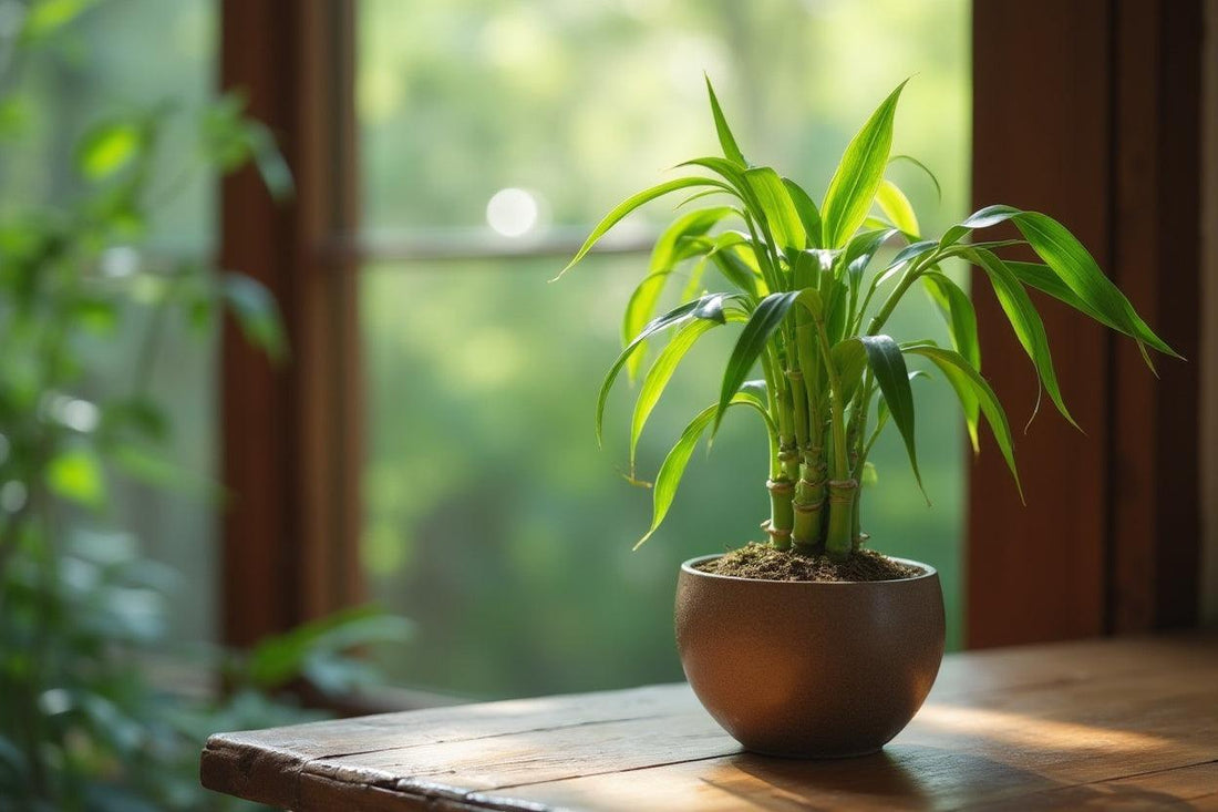 Cómo cuidar el bambú de la suerte para transformar la energía de mi hogar