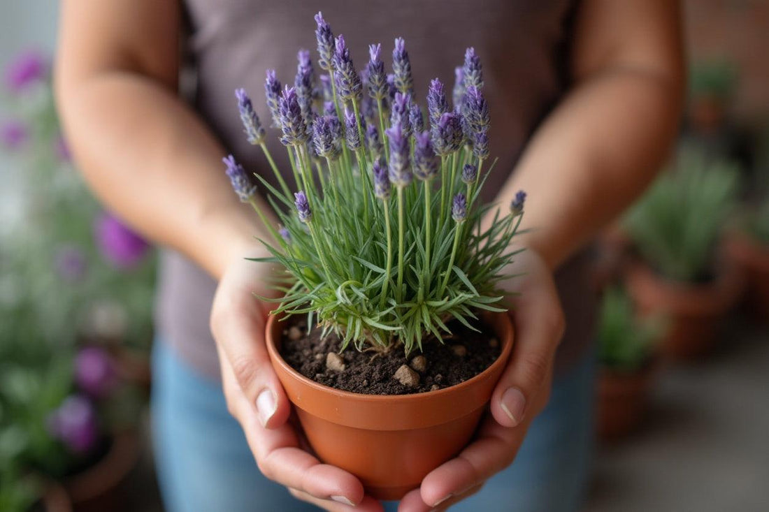 Lavanda cuidados para relajarme y revitalizarme