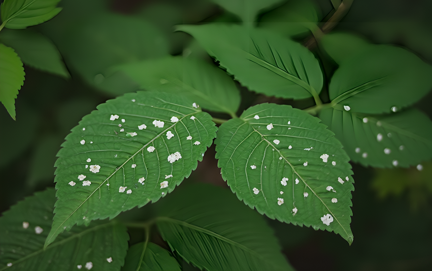 Cómo eliminar los hongos de mis plantas