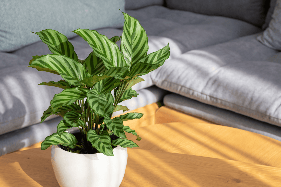 Calathea cómo favorece mi concentración y creatividad