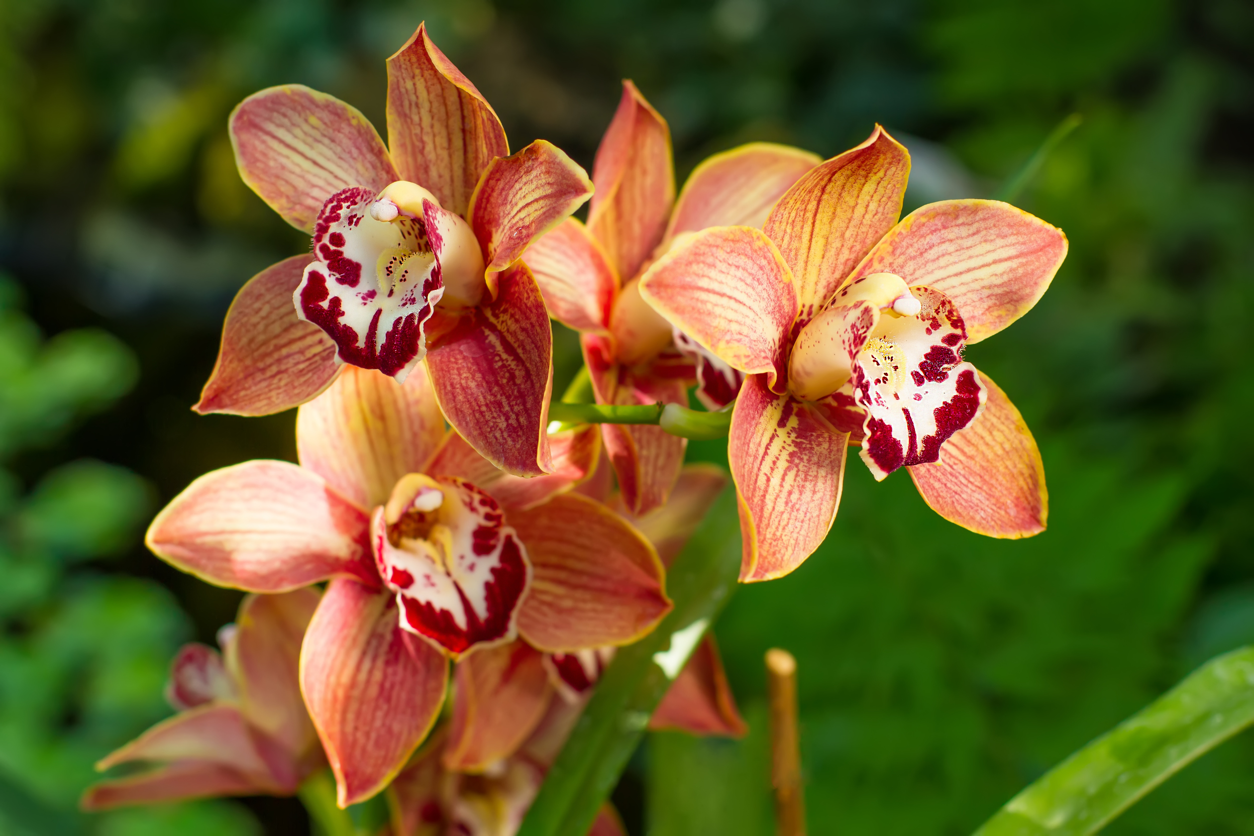 Orquídea cymbidium cómo cuidarla paso a paso