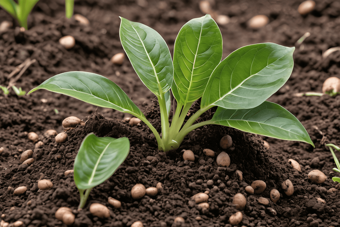 Abono o biofertilizante para plantas