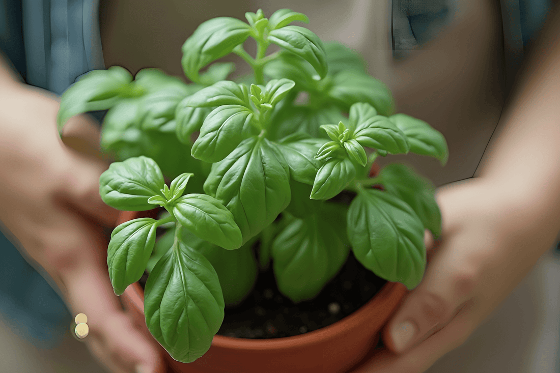 Albahaca cómo cuidarla y devolver energía a mi vida
