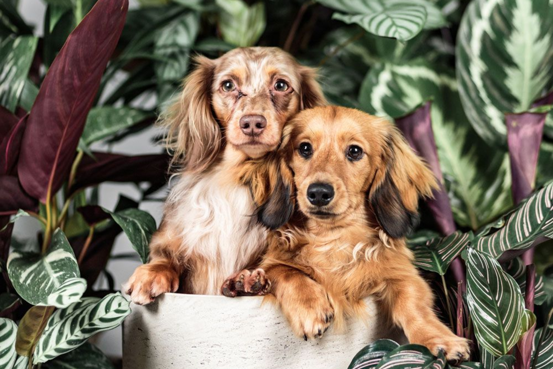Calathea la planta perfecta si mi mascota es curiosa