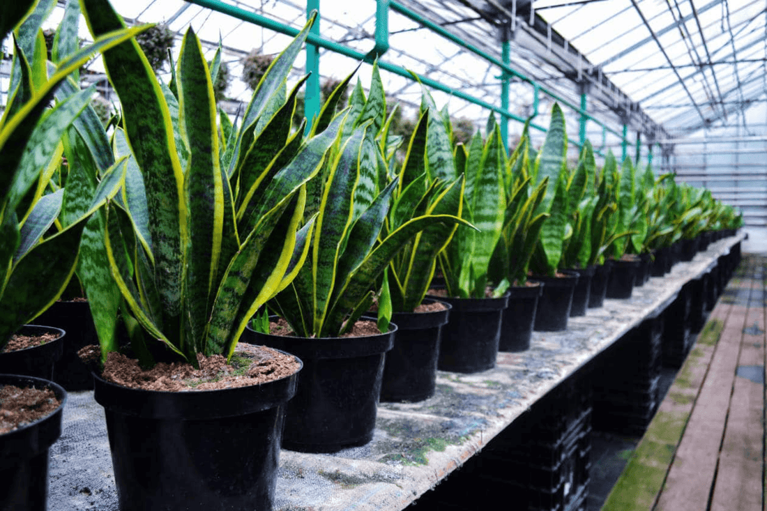 Cómo cuidar tu Sansevieria