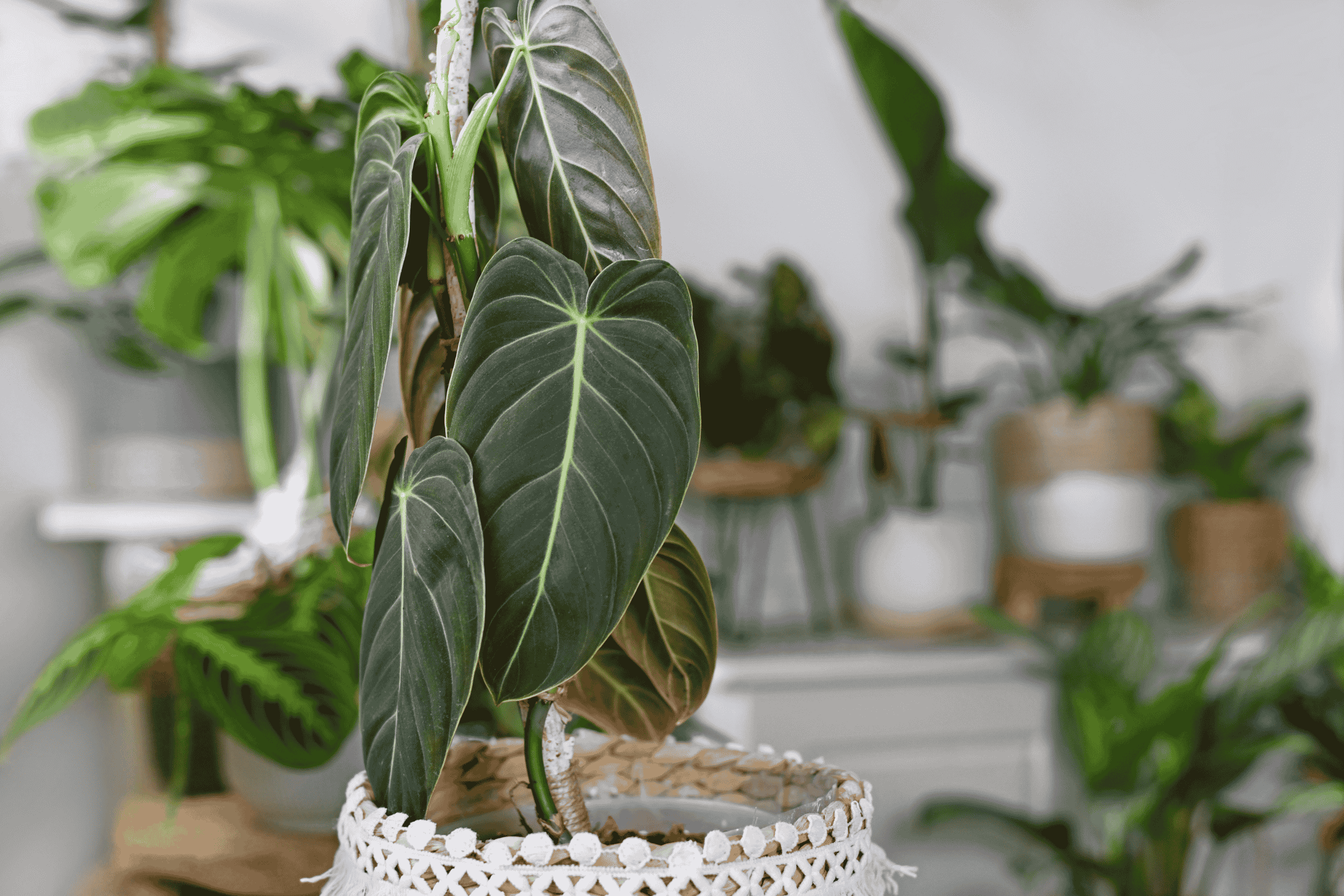 Philodendron Melanochrysum: Guía práctica para su cuidado y crecimiento