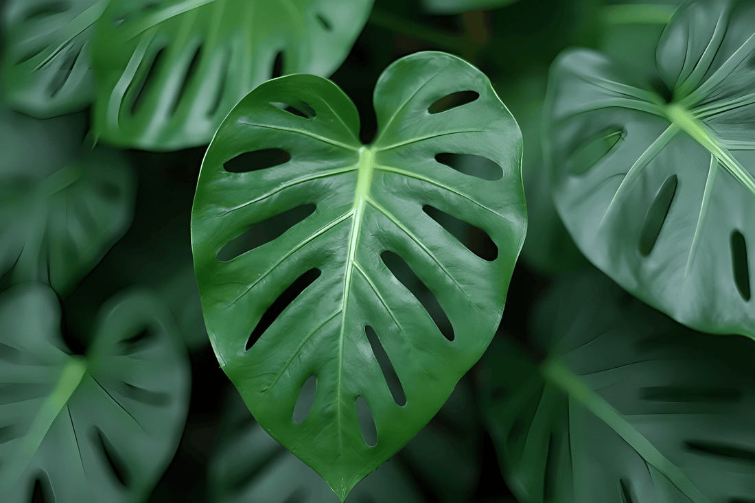 El mejor lugar para tu Monstera: Descubre dónde colocarlas