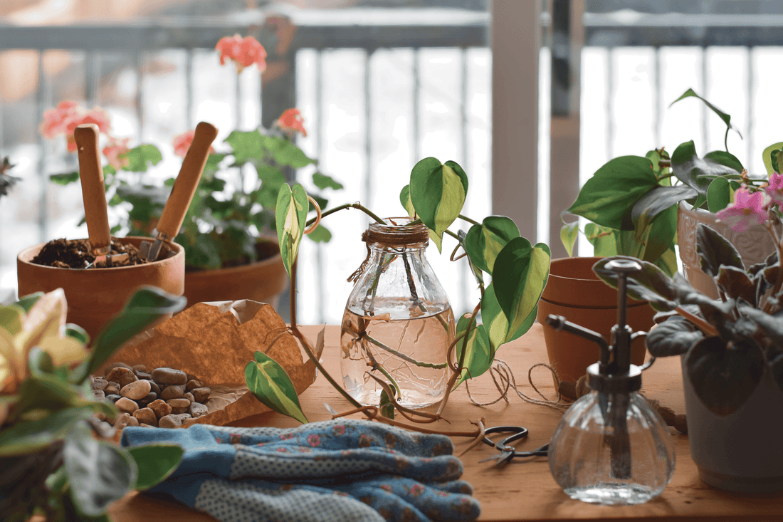 Cómo evitar que mis plantas en agua se pudran