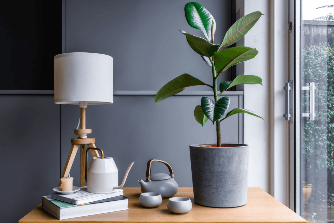 Ficus elástica cuidados para despertar mi creatividad