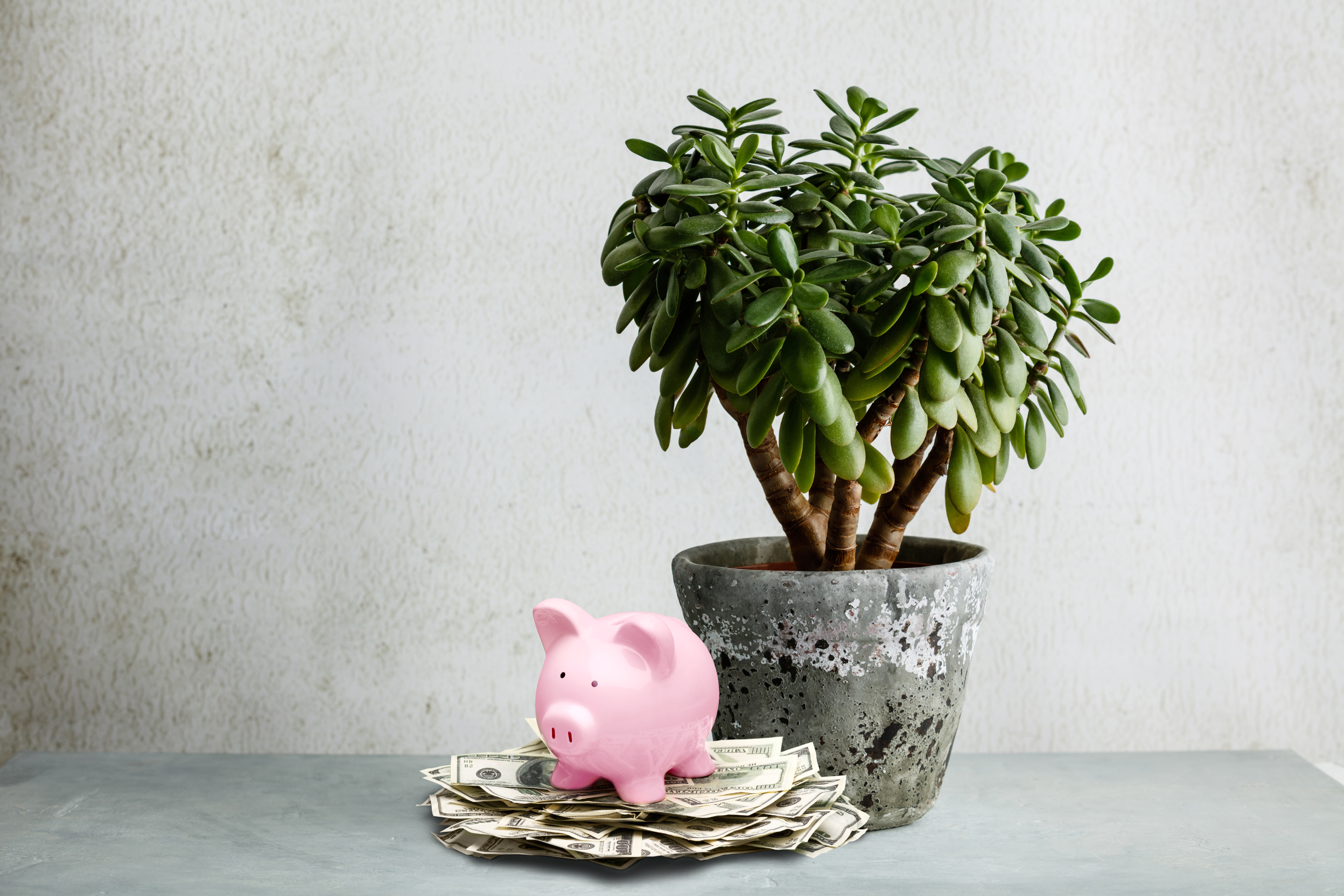 Planta de jade rituales para atraer dinero y cómo cuidarla
