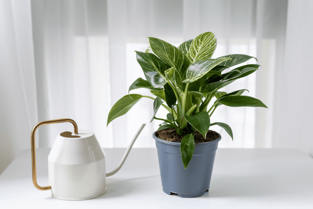 Philodendron Birkin: Todo lo que necesitas para mantenerlo en perfecto estado