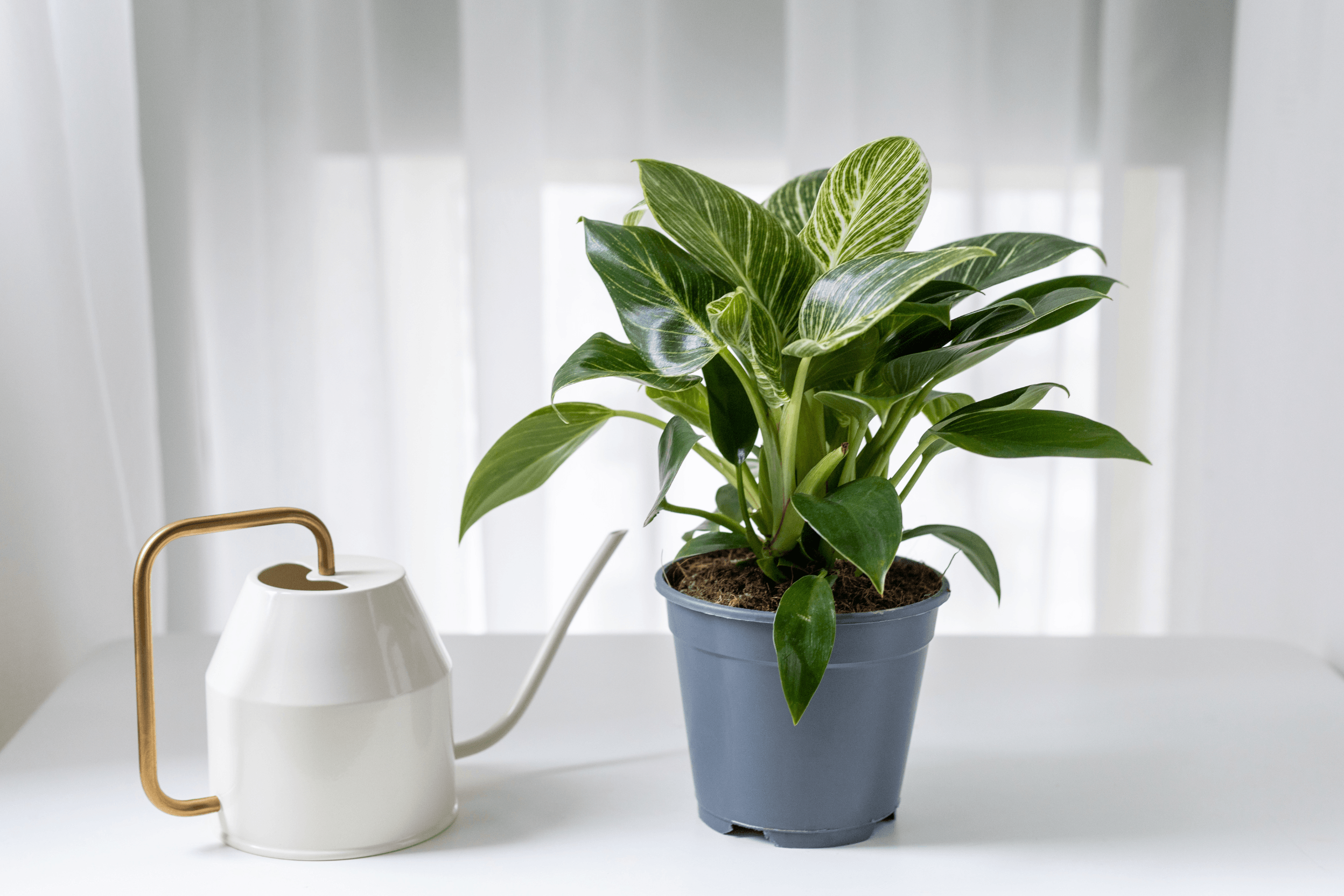 Philodendron Birkin: Todo lo que necesitas para mantenerlo en perfecto estado