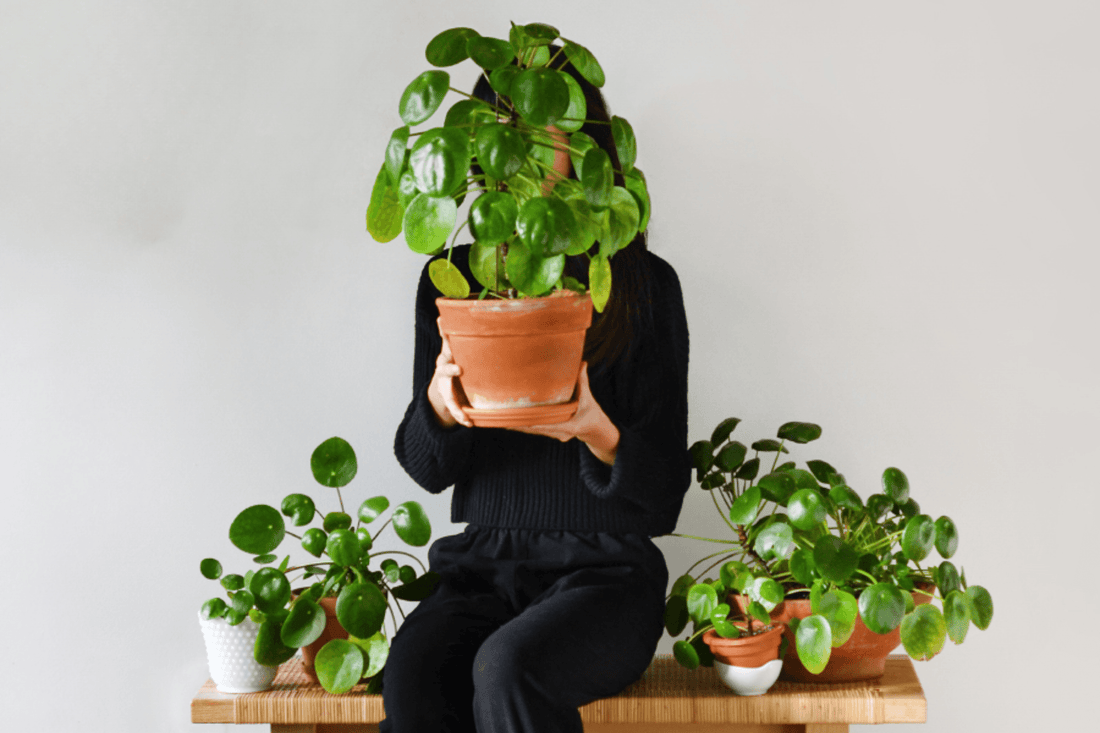 Cómo mantener una pilea para atraer energía positiva en casa