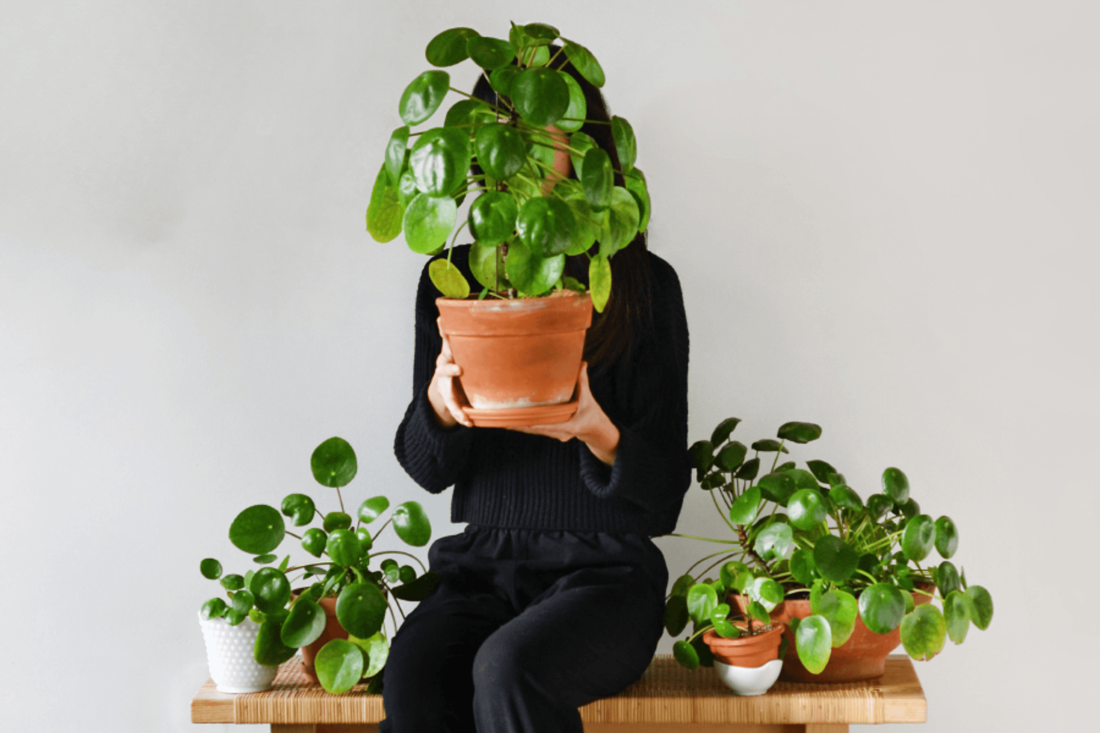 Cómo mantener una pilea para atraer energía positiva en casa