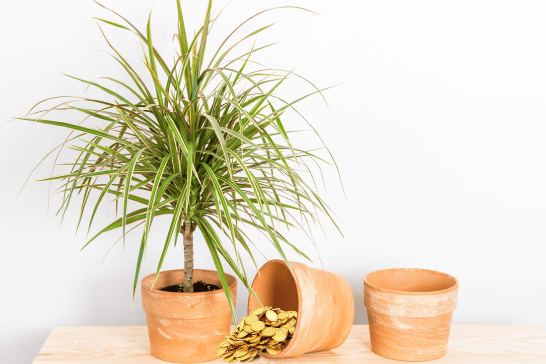 Qué planta poner en casa para atraer dinero: drácena cuidados