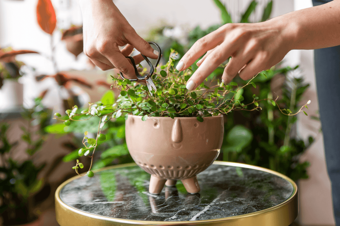 Cuándo podar mis plantas y cómo hacerlo correctamente