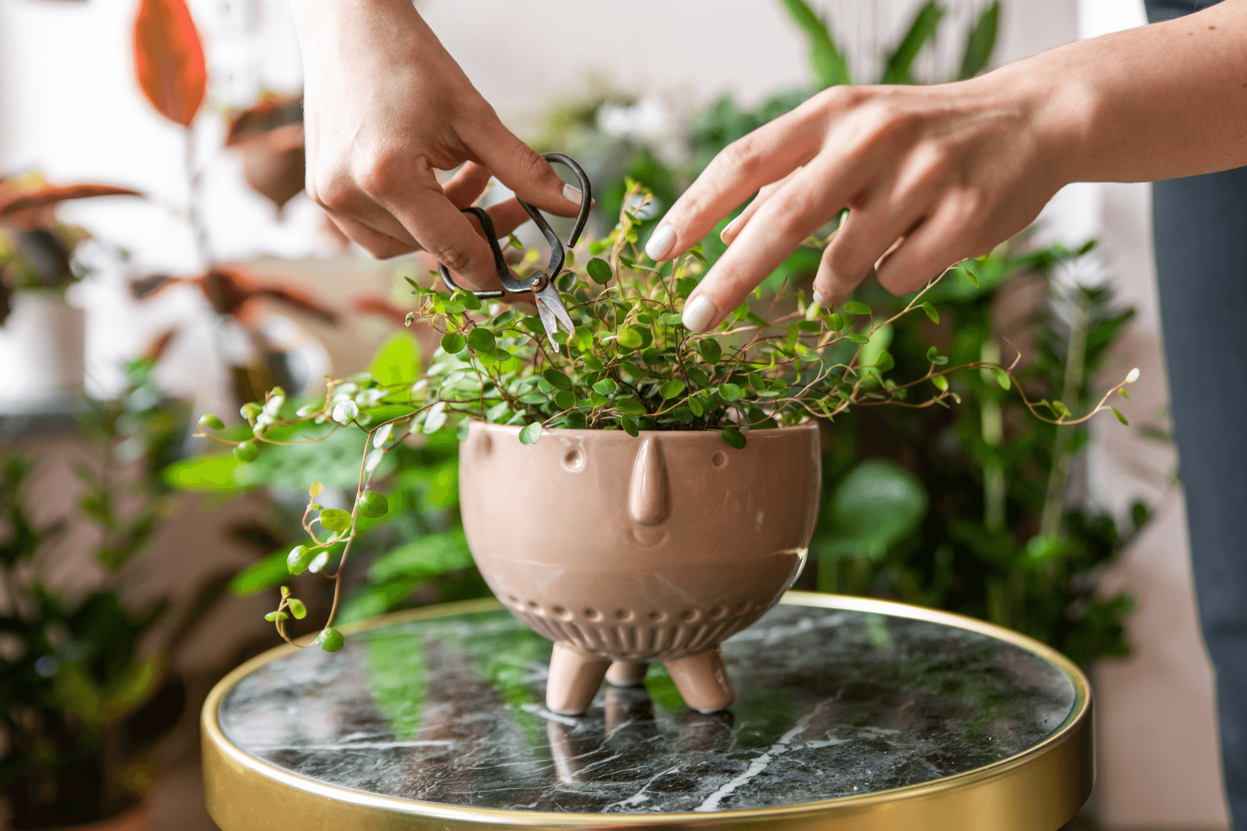 Cuándo podar mis plantas y cómo hacerlo correctamente