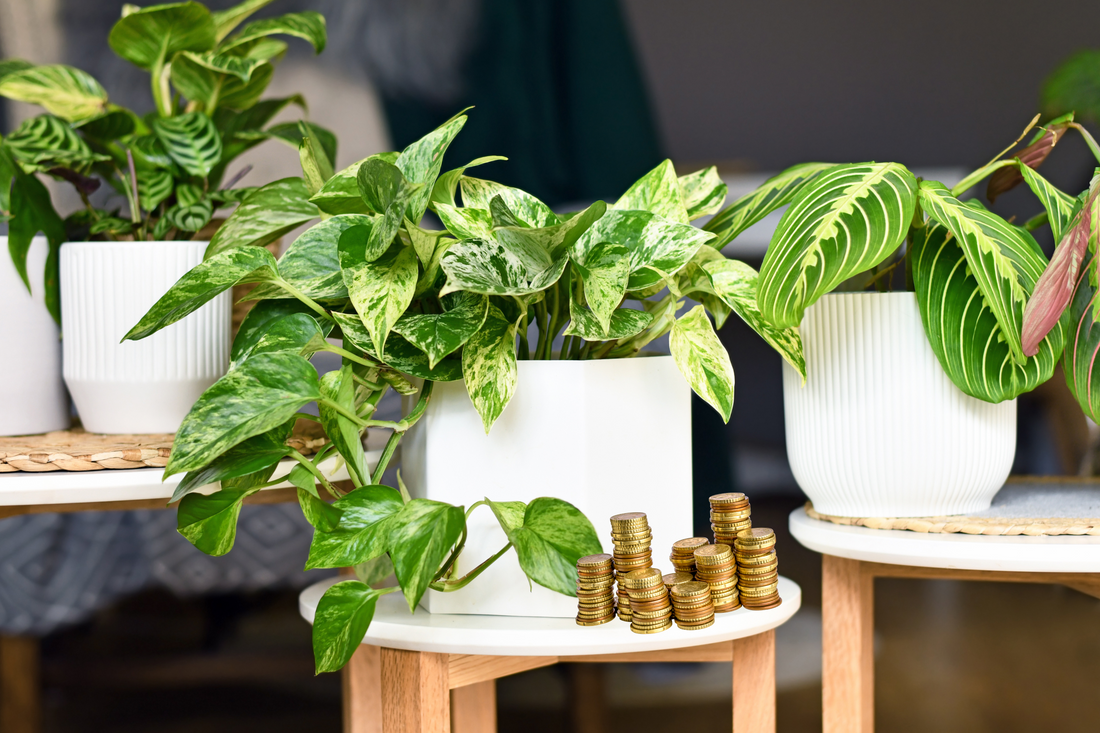 Cómo atraer prosperidad cuidando un pothos en casa
