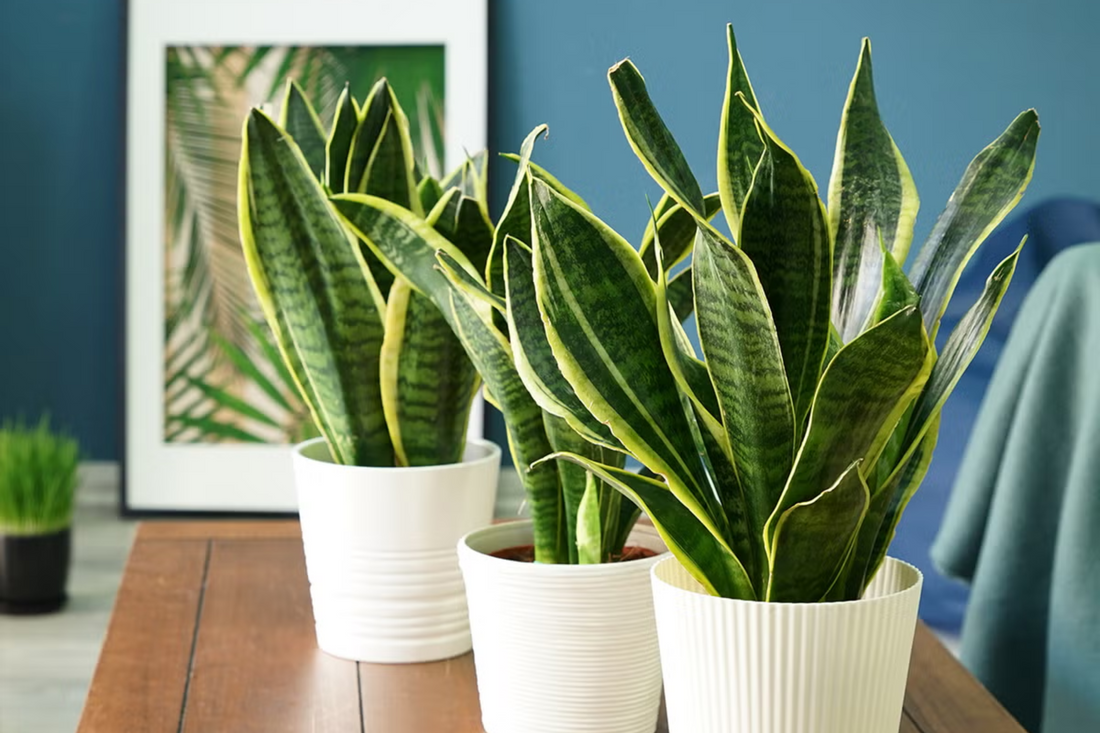 Sansevieria cómo mejora mi concentración y cómo cuidarla