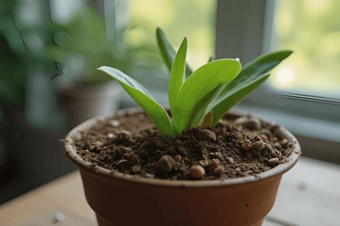 ¿Cuál es el mejor sustrato para mis plantas?