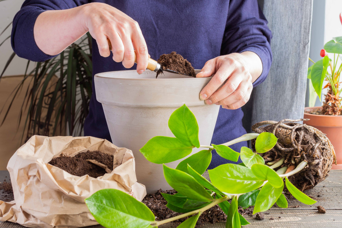 Qué hacer antes de trasplantar mis plantas guía práctica