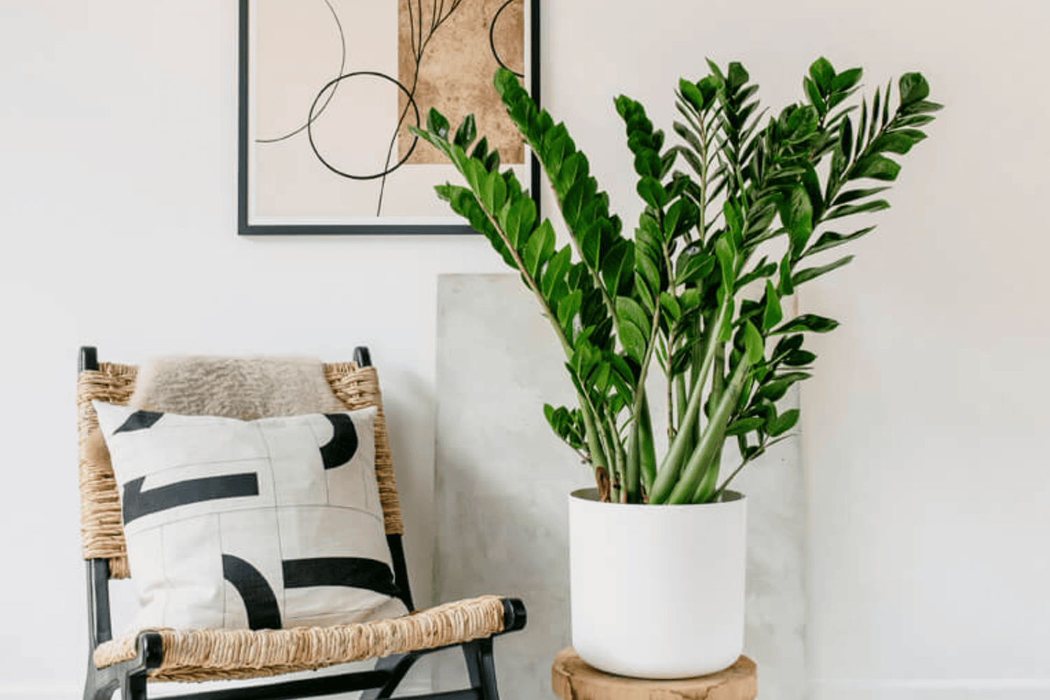 Zamioculca cómo crear un espacio zen en casa con esta planta