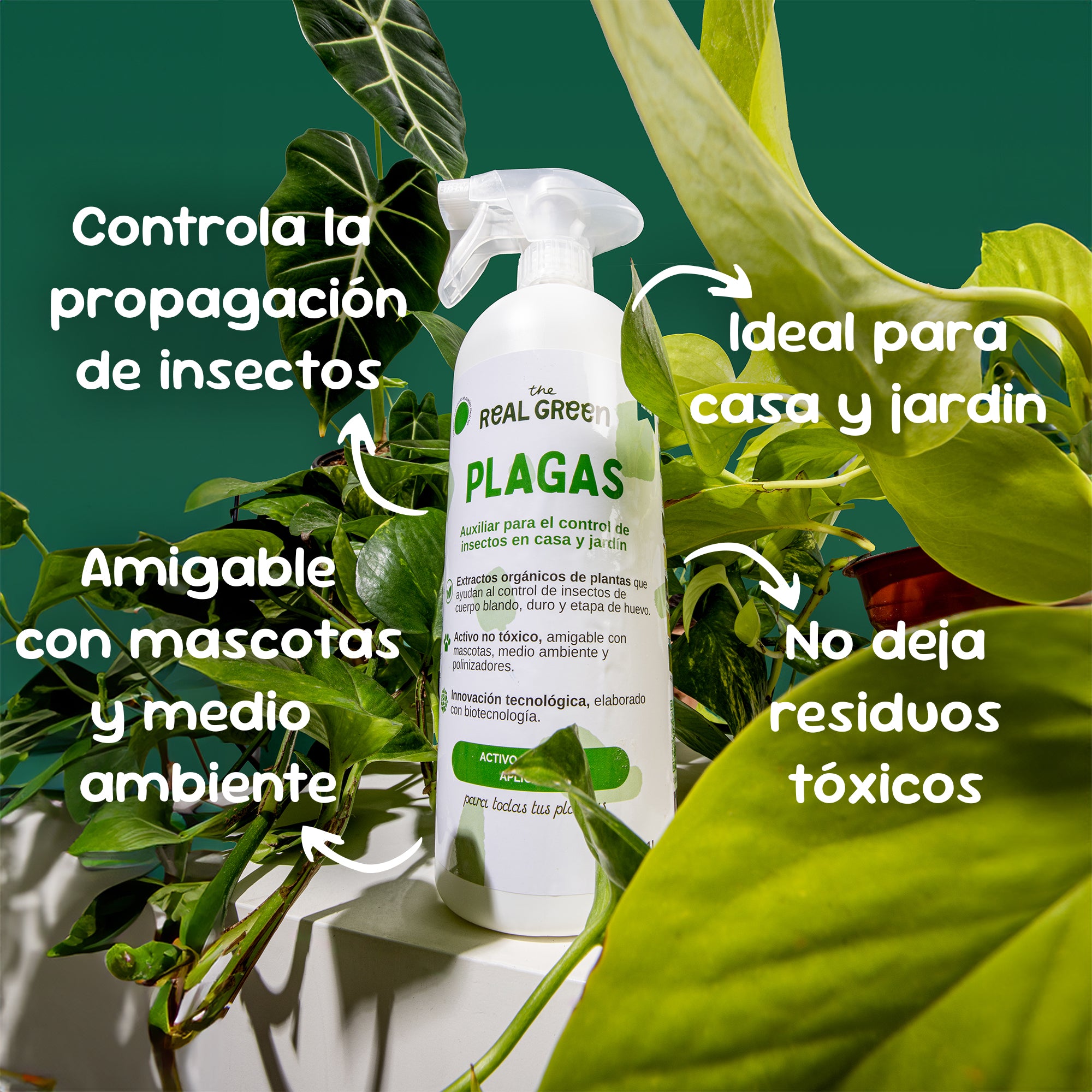 Kit orquídeas