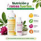 Kit Nutriente + Enraizante Grande