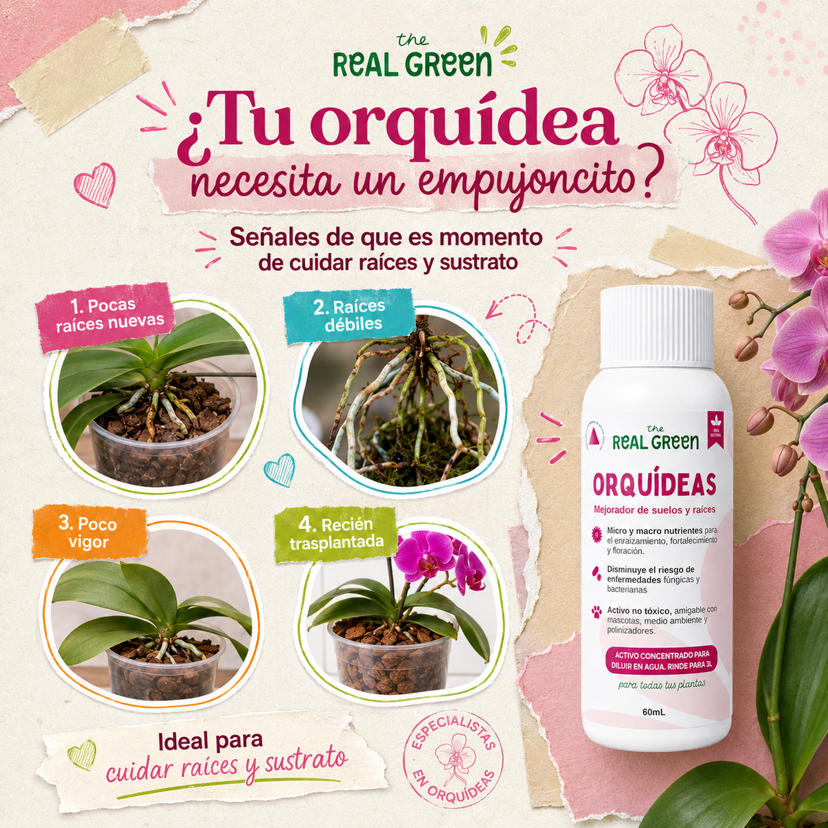Enraizante para orquídeas Concentrado