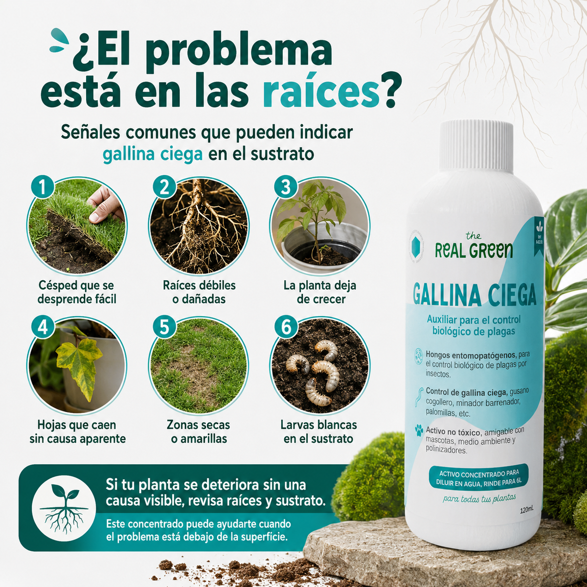 Auxiliar para el control de gallina ciega
