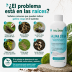 Auxiliar para el control de gallina ciega