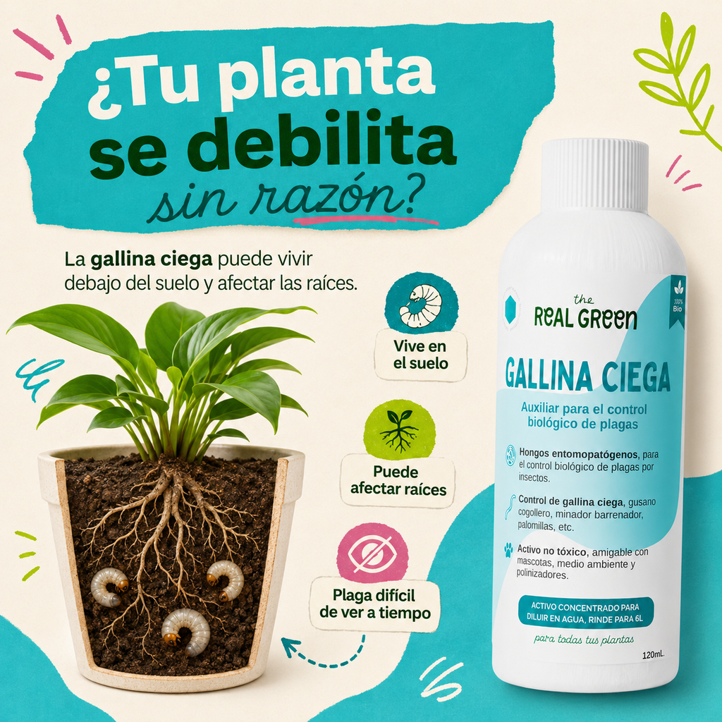 Auxiliar para el control de gallina ciega