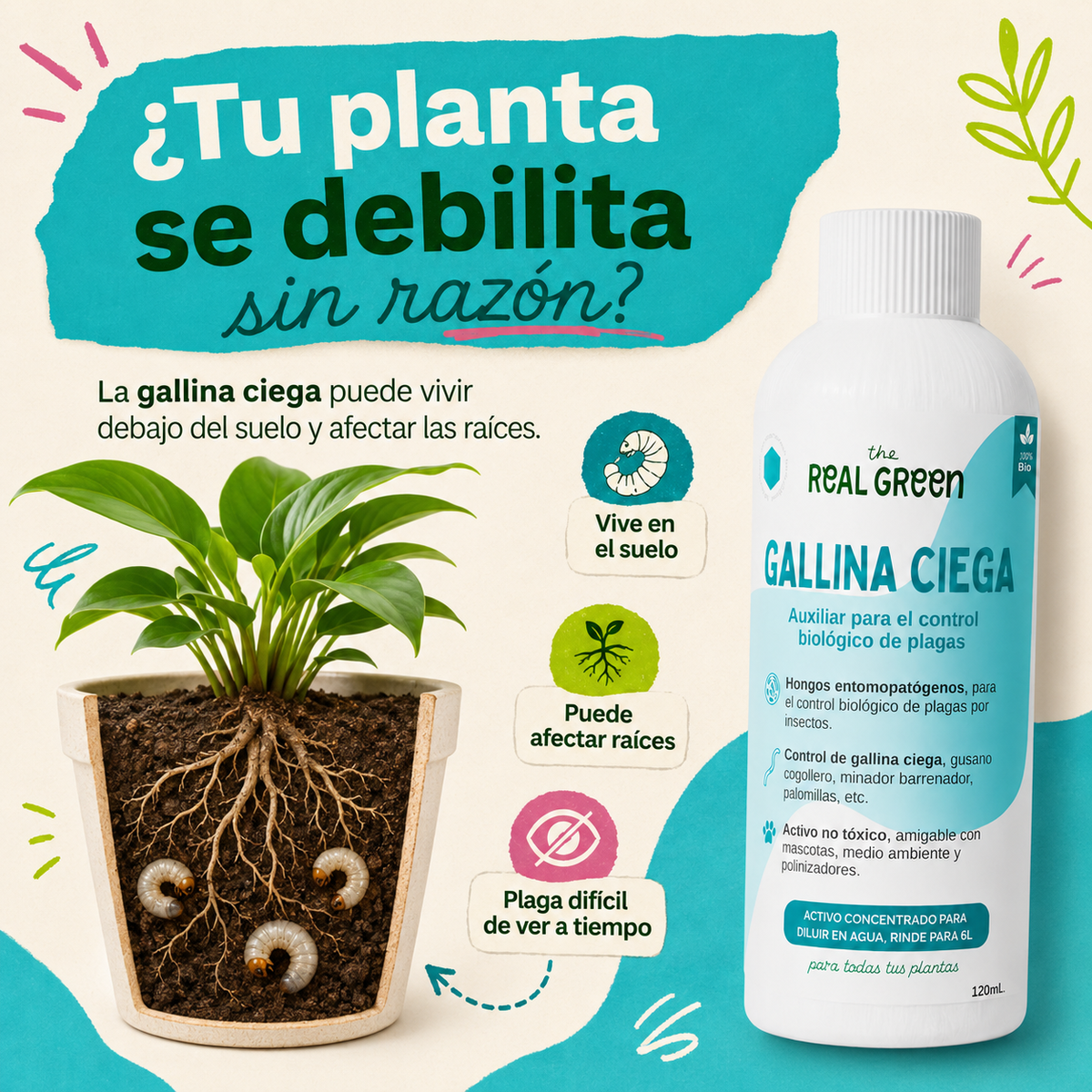 Auxiliar para el control de gallina ciega