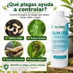 Auxiliar para el control de gallina ciega