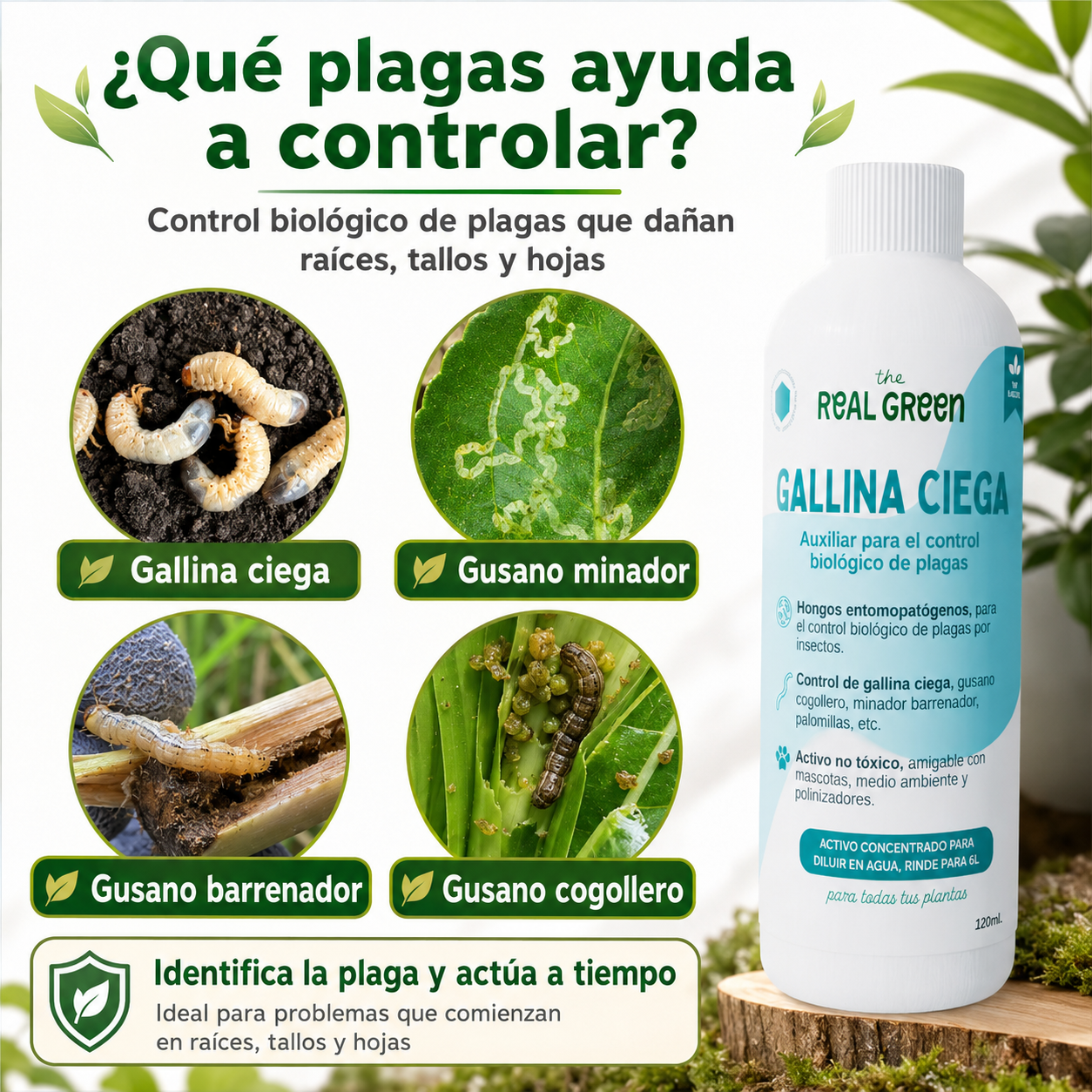 Auxiliar para el control de gallina ciega