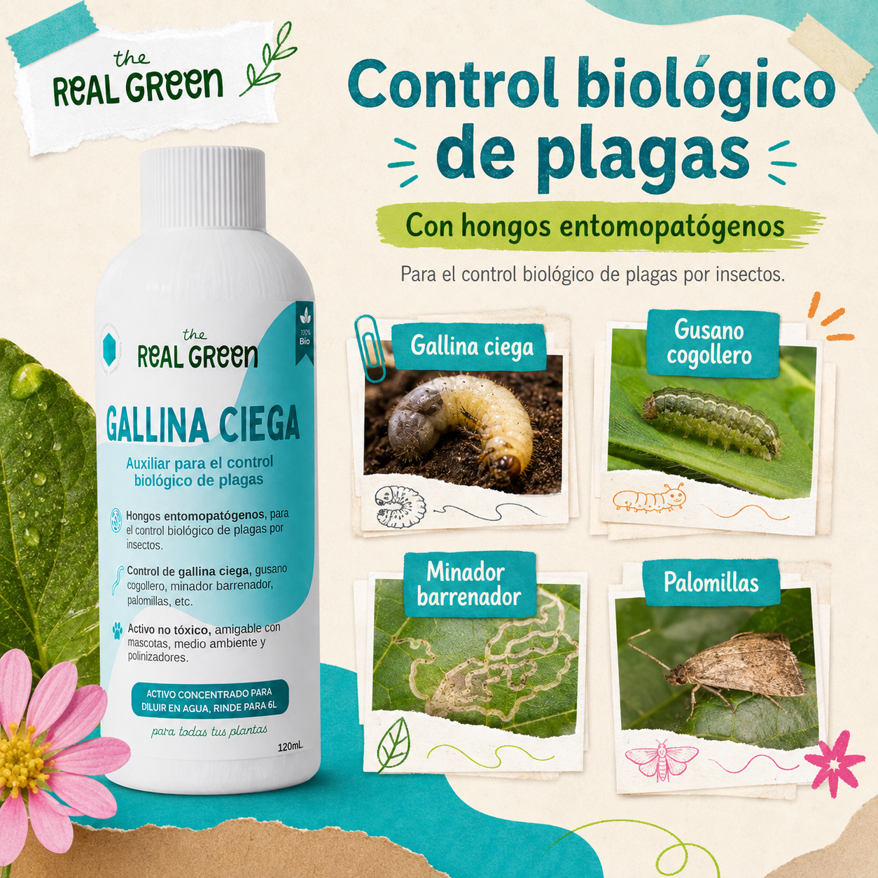 Auxiliar para el control de gallina ciega
