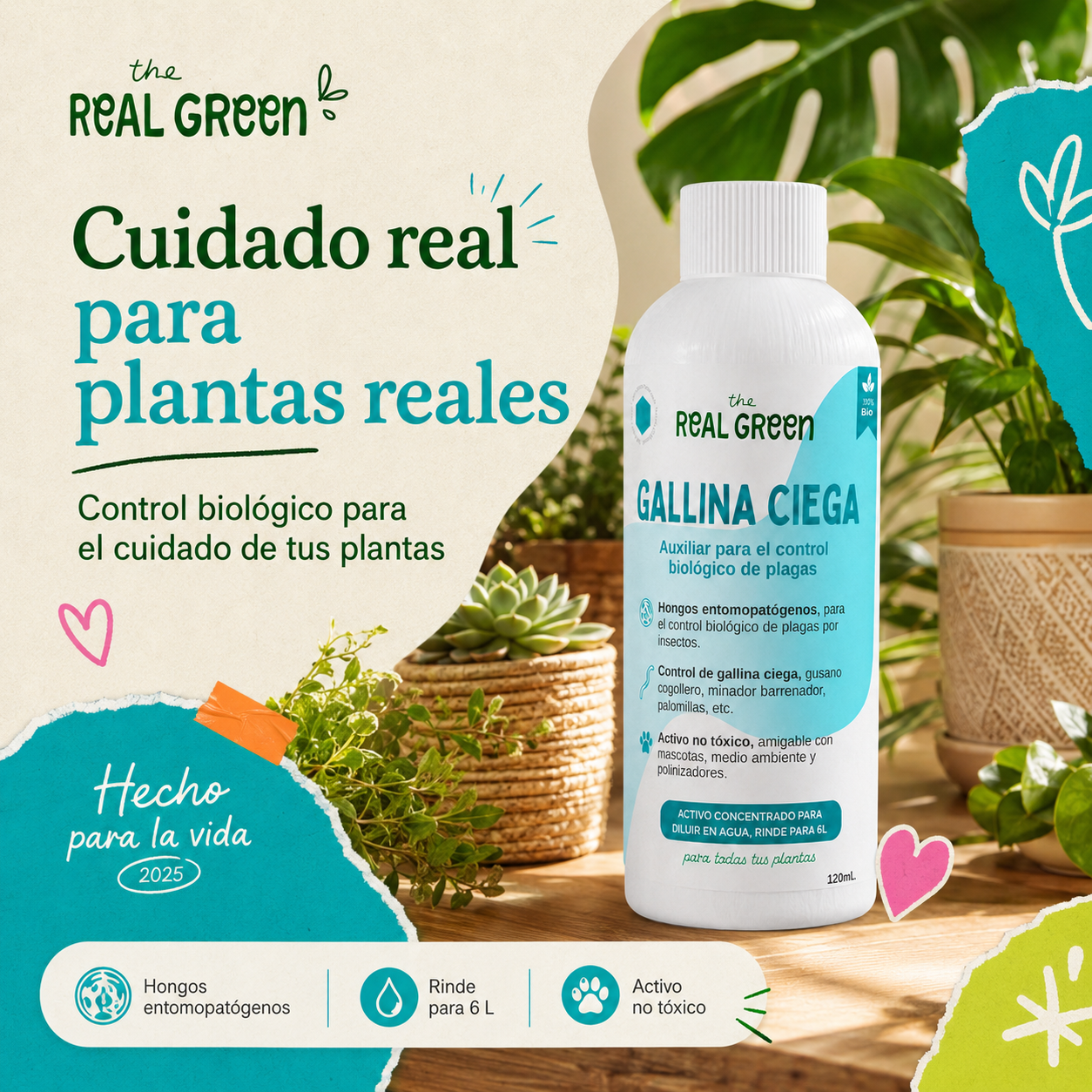 Auxiliar para el control de gallina ciega