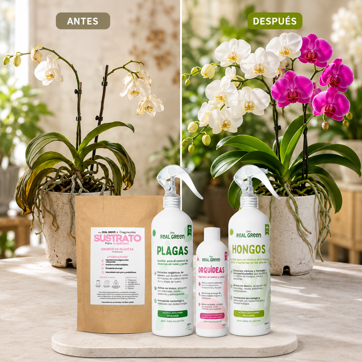 Kit Orquideas