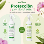 Kit Orquideas K