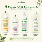 Kit Plantas Felices