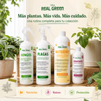 Kit Plantas Felices