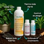 Kit césped verde