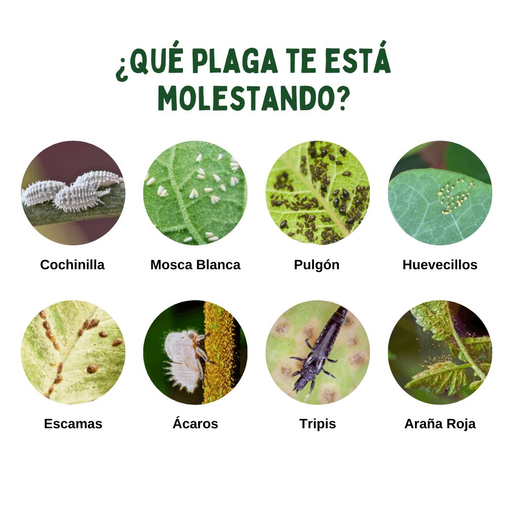 Auxiliar para el control de plagas - The Real Green