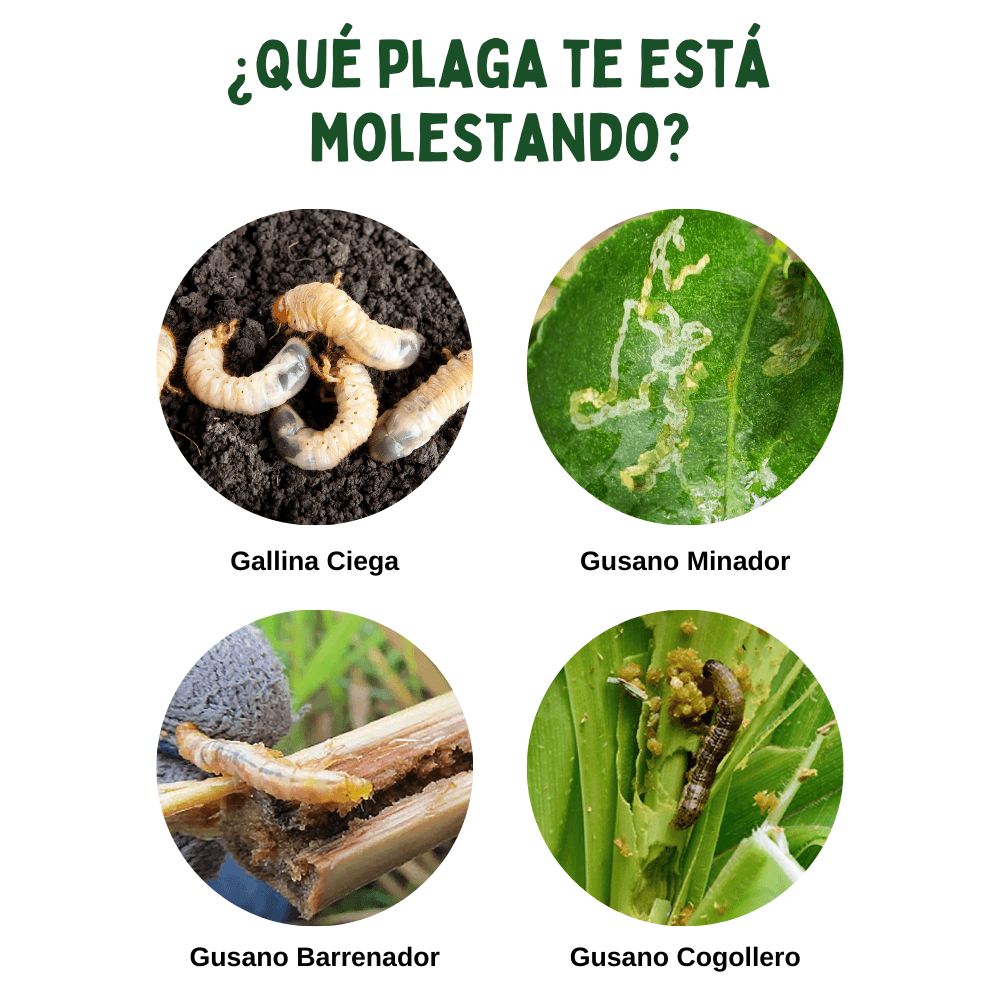 Auxiliar para el control de gallina ciega - The Real Green