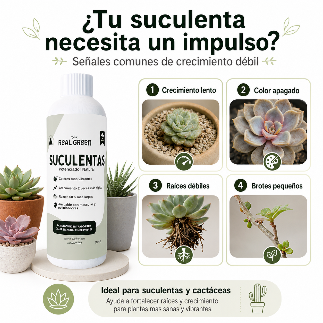 Enraizante para cactáceas y suculentas